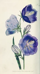 桃色のベルフラワーまたはカンパニュラ（Campanula persicifolia var。maxima）、William Curtis The Botanical Magazine（またはFlower Garden Display）のプレート397、パブ。 1792